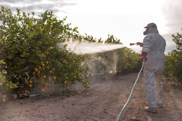 Wasp Removal Services in Kenilworth, PA