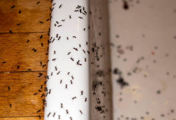 Best Wasp Removal Services  in Kenilworth, PA